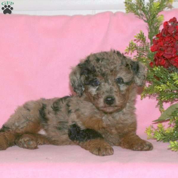 Valentine, Miniature Poodle Puppy