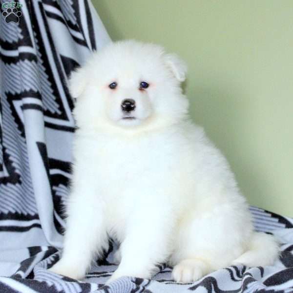 Veleski, Samoyed Puppy