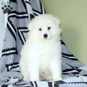 Veleski, Samoyed Puppy