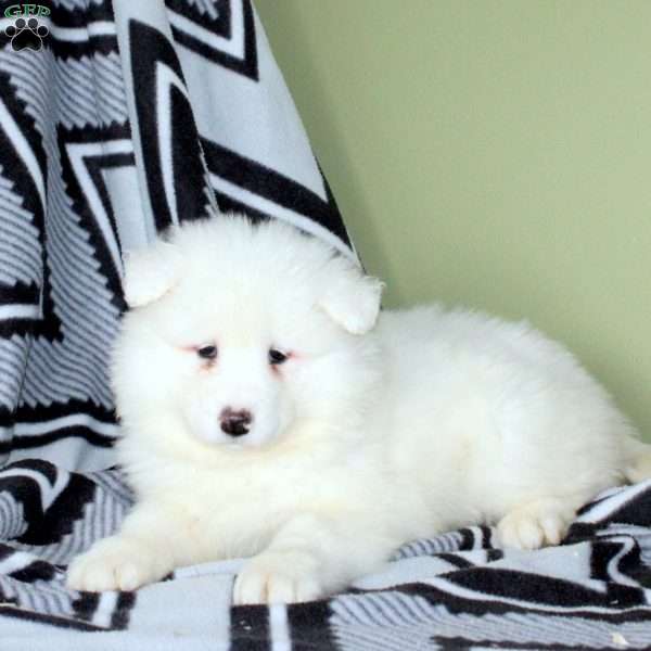 Vicki, Samoyed Puppy
