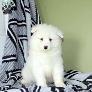 Vicki, Samoyed Puppy