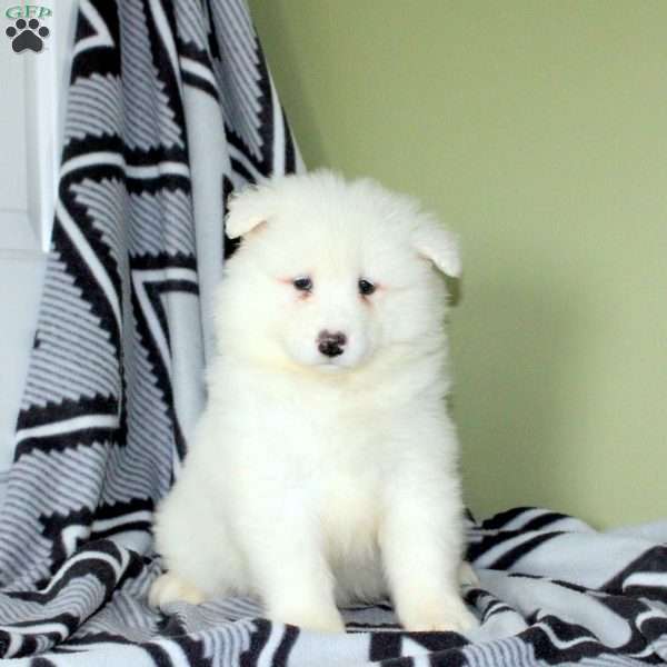 Vicki, Samoyed Puppy
