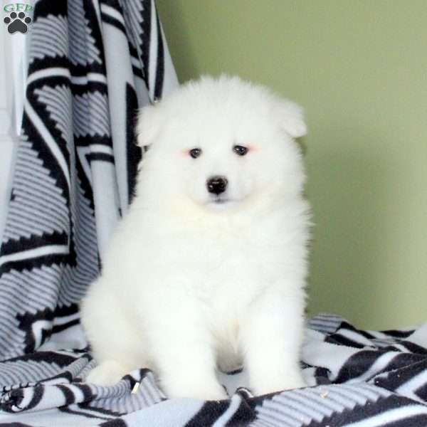 Victor, Samoyed Puppy