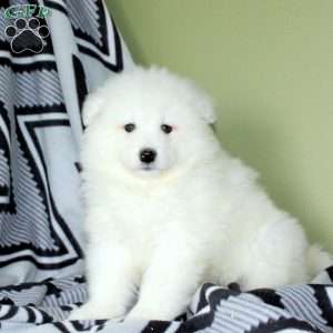 Victor, Samoyed Puppy