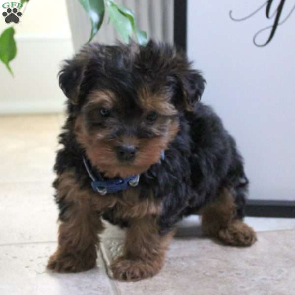 Vince, Yorkie Poo Puppy