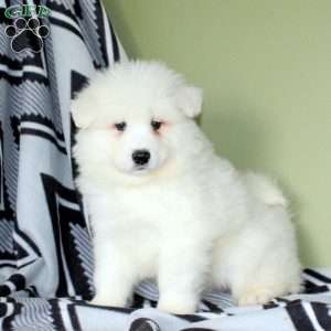 Vince, Samoyed Puppy
