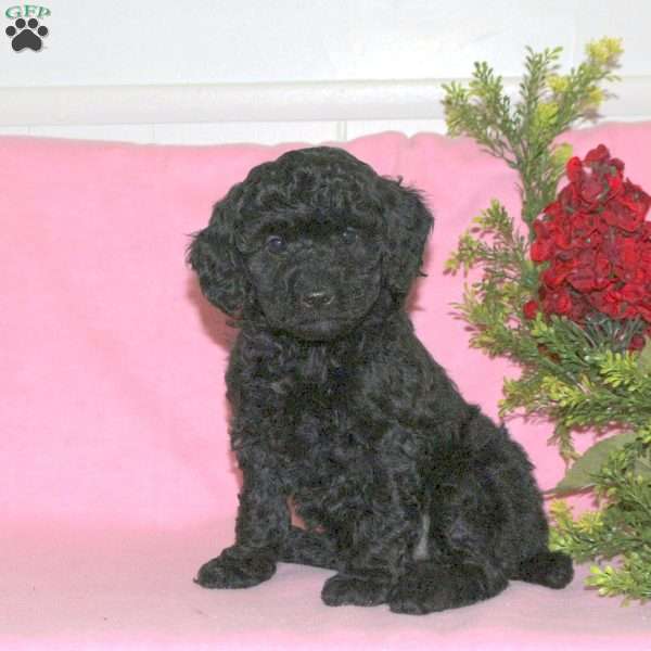 Vivian, Miniature Poodle Puppy
