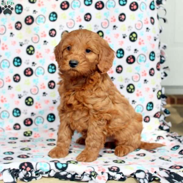 Wade, Mini Goldendoodle Puppy