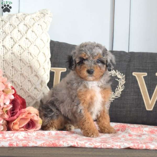 Waffles, Miniature Poodle Puppy