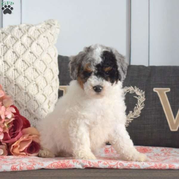 Walker, Miniature Poodle Puppy