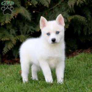 Pomsky Puppies For Sale - Greenfield Puppies