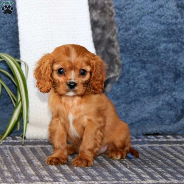 Watson, Cavalier King Charles Spaniel Puppy