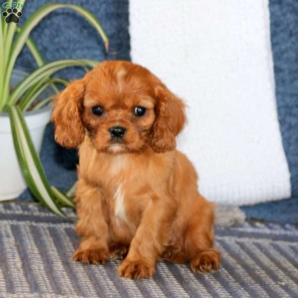Wendy, Cavalier King Charles Spaniel Puppy