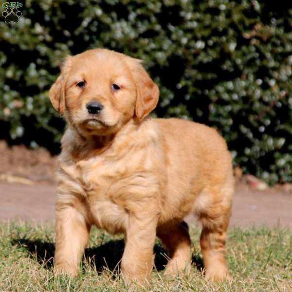 Wentz, Golden Retriever Puppy