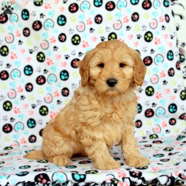 Wes, Mini Goldendoodle Puppy