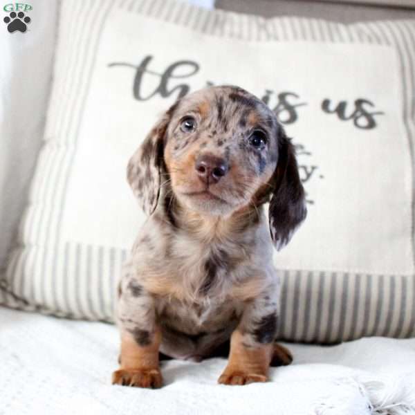 Wesley-Miniature, Dachshund Puppy