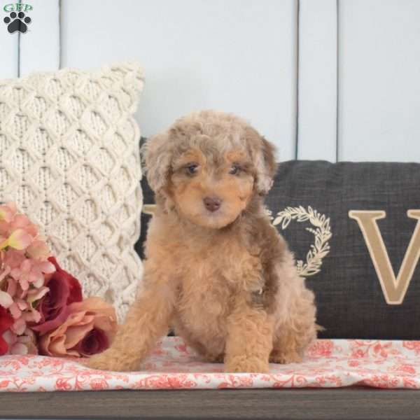 Whiskey, Miniature Poodle Puppy