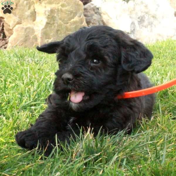 Wiley, Mini Labradoodle Puppy