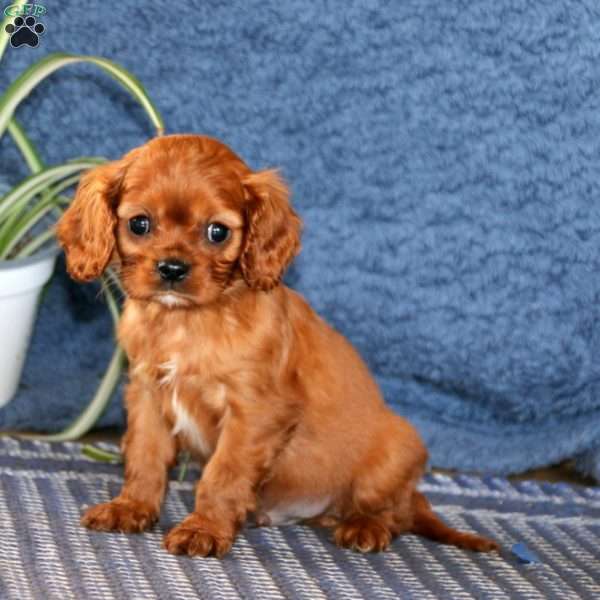 Will, Cavalier King Charles Spaniel Puppy