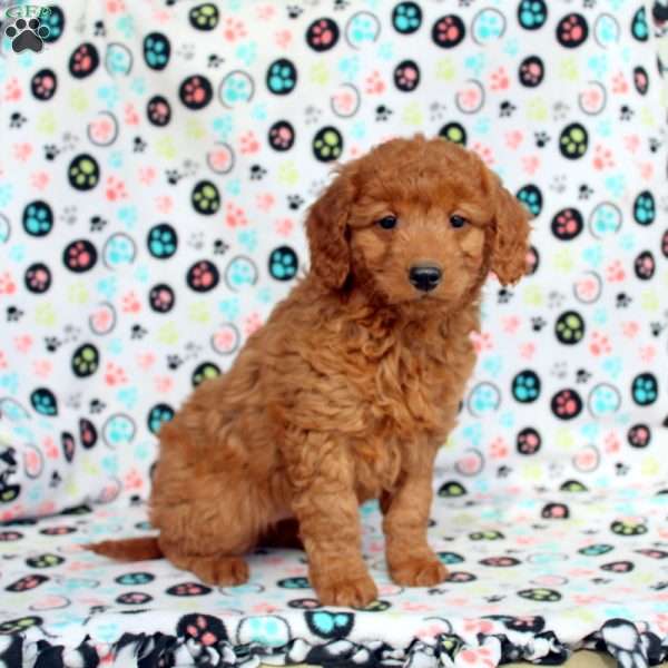 Willow, Mini Goldendoodle Puppy