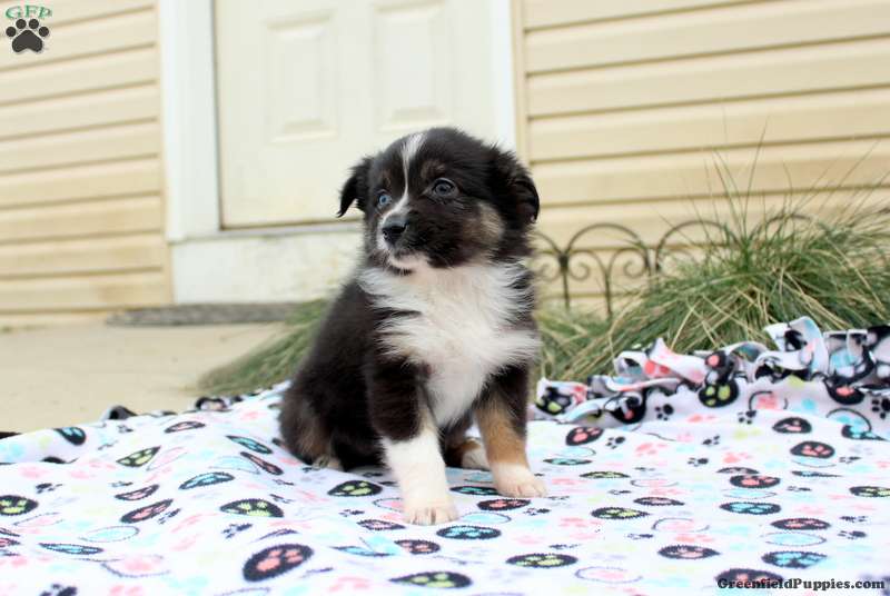 Willow Miniature Australian Shepherd Puppy For Sale in Pennsylvania