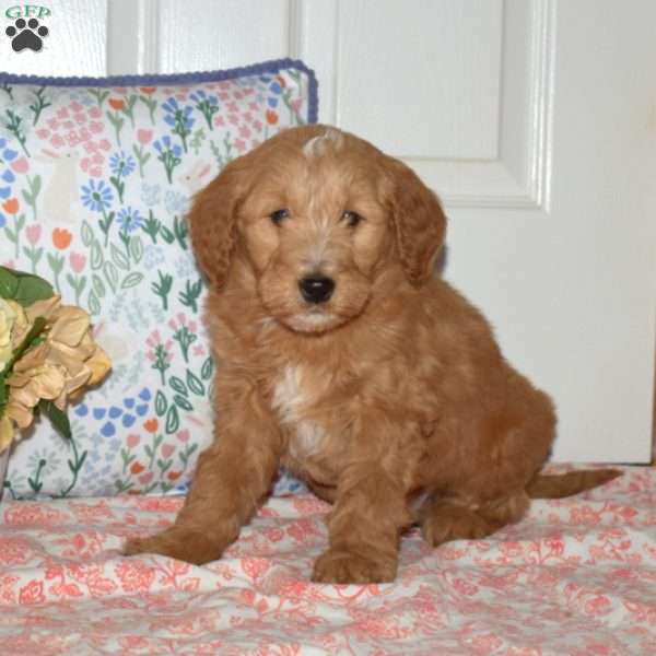 Willy, Mini Goldendoodle Puppy