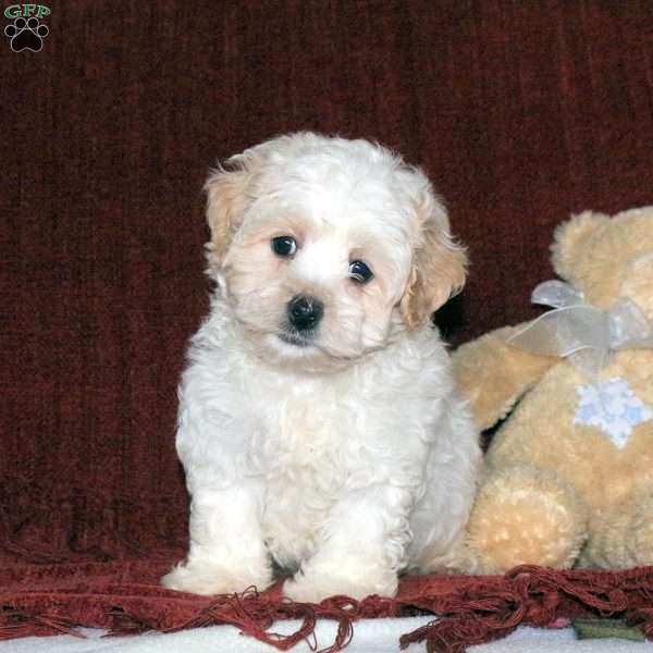 Wilson, Maltipoo Puppy