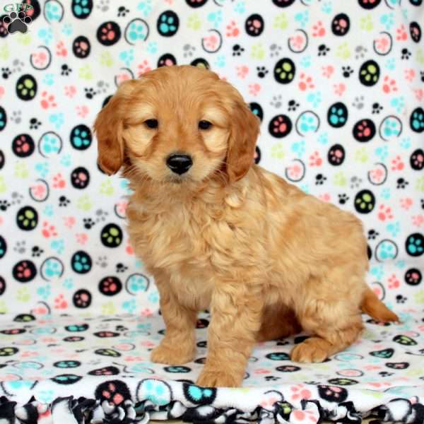 Wilson, Mini Goldendoodle Puppy