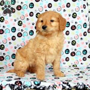 Wilson, Mini Goldendoodle Puppy