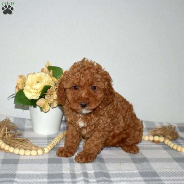 Winnie, Mini Goldendoodle Puppy