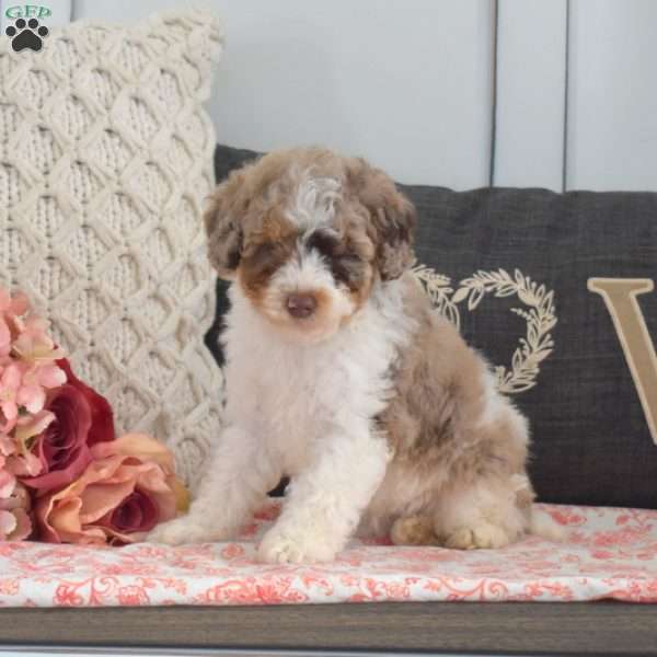 Woody, Miniature Poodle Puppy