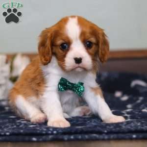 Cavalier King Charles Spaniel, prezzo e caratteristiche - Piggy Pet