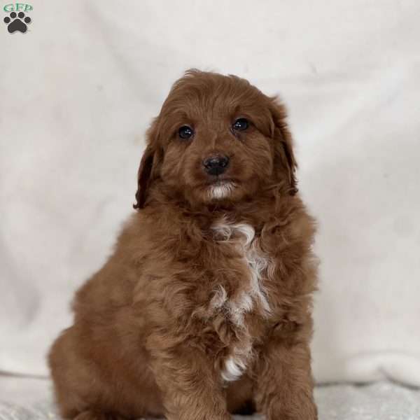Yoshi, Mini Goldendoodle Puppy