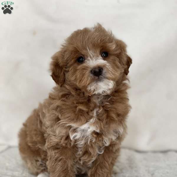 Yvette, Mini Goldendoodle Puppy