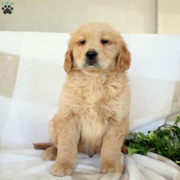 Zachary, Golden Retriever Puppy