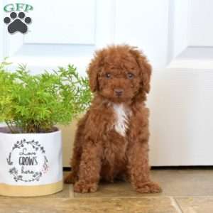 Where to buy hotsell a cinnamon micro poodle