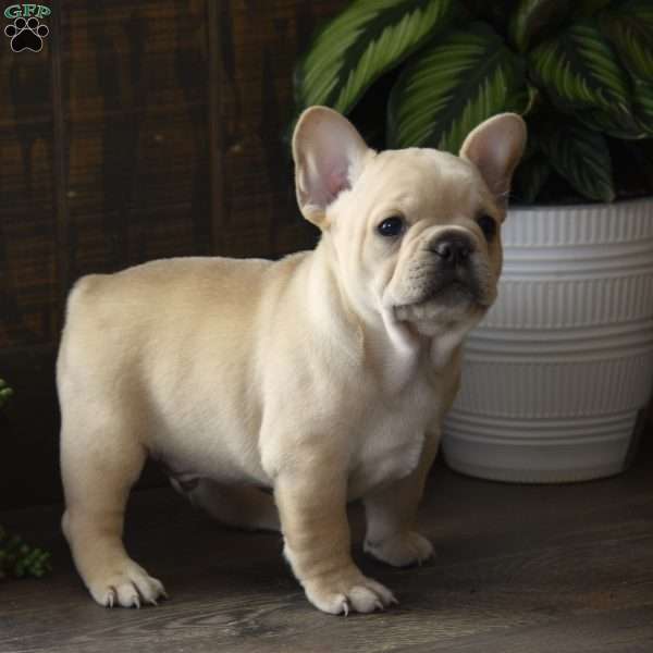 Ace, French Bulldog Puppy