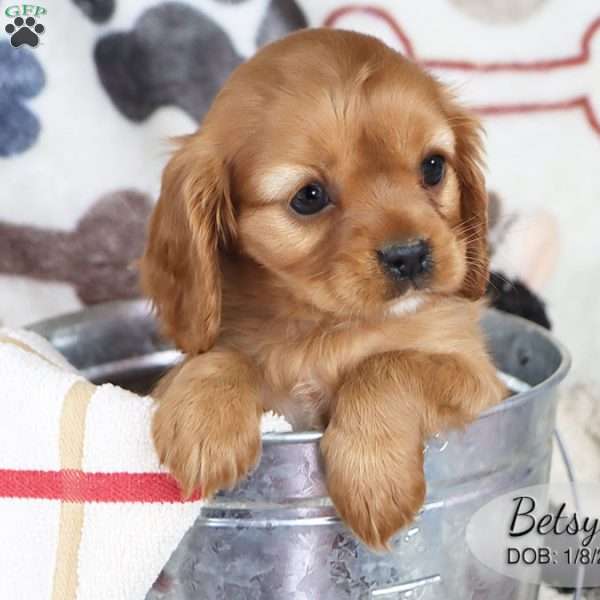 Betsy, Cavalier King Charles Spaniel Puppy