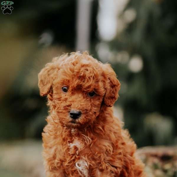 Lavina, Mini Goldendoodle Puppy