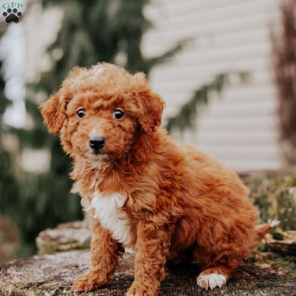 Lilly, Mini Goldendoodle Puppy