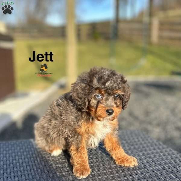 Jett, Mini Bernedoodle Puppy