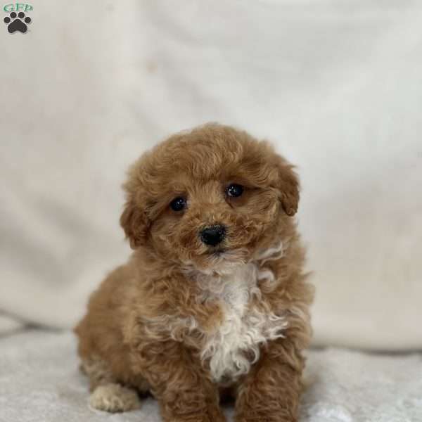 Gidget, Miniature Poodle Puppy