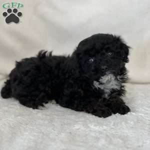 Gigi, Miniature Poodle Puppy