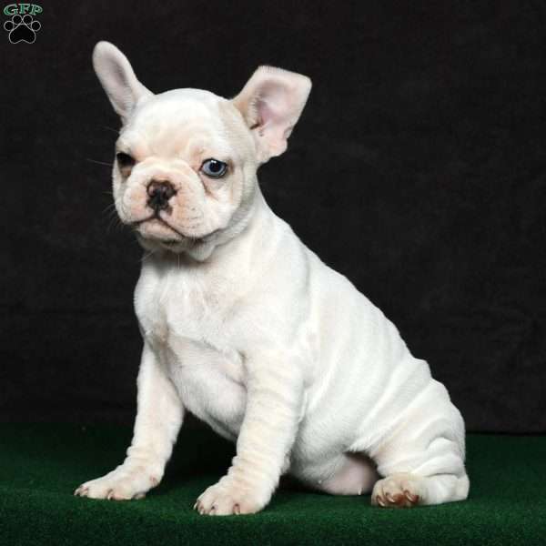 Gloria, French Bulldog Puppy