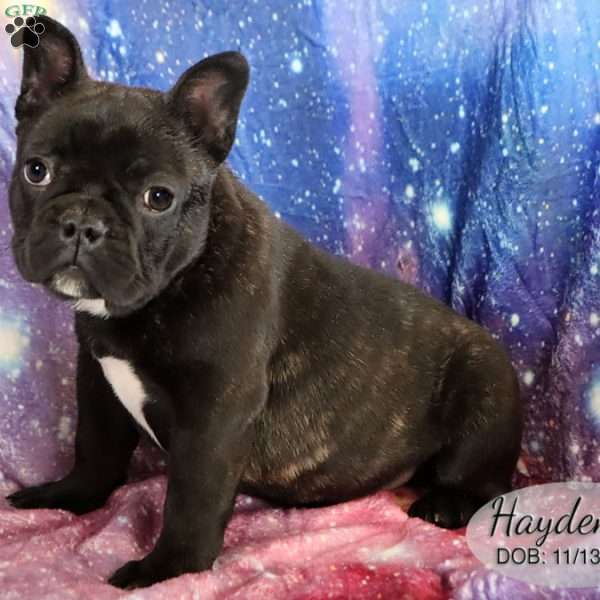 Hayden, French Bulldog Puppy