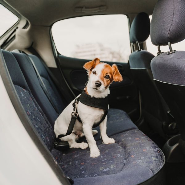 jack russell terrier in a car