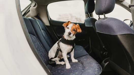 What to Know About Car Sickness in Dogs (and How to Prevent It)