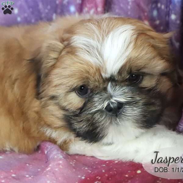 Jasper, Shih Tzu Puppy