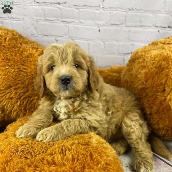 Clifford, Mini Goldendoodle Puppy