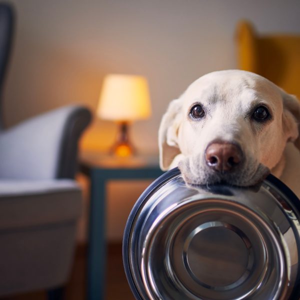 labrador holding a dog bowl in its mouth
